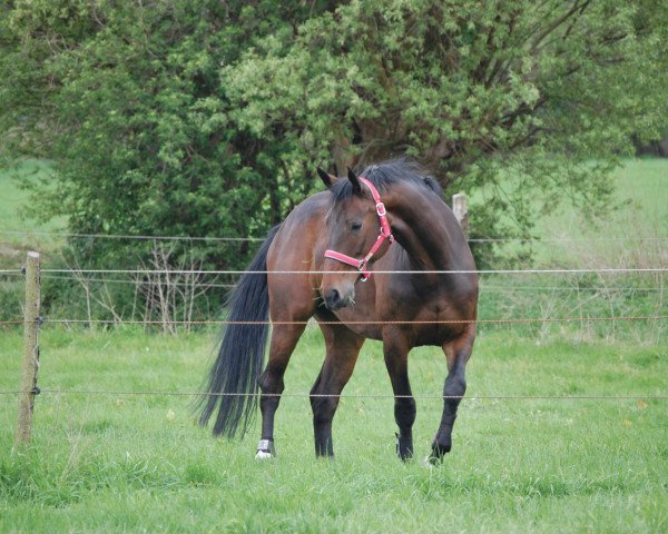 Zuchtstute Topcollina (Westfale, 2001, von Collin L)