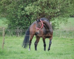 broodmare Topcollina (Westphalian, 2001, from Collin L)