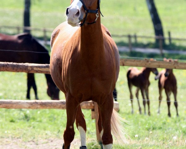 jumper Lindbergh 11 (German Riding Pony, 1996, from Luzern)