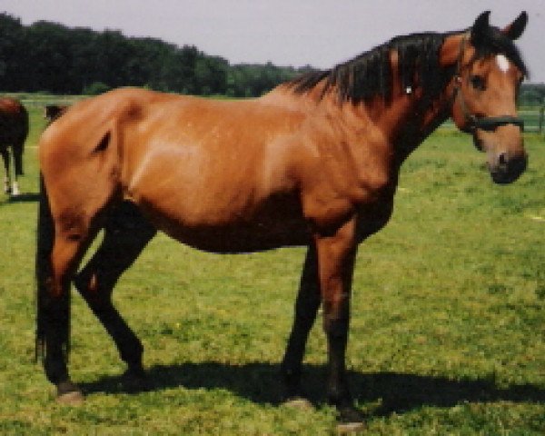 Zuchtstute Fatima X (Holsteiner, 1991, von Landgraf I)