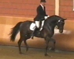 dressage horse Diamand Cut (Rhinelander, 2002, from Diamond Hit)