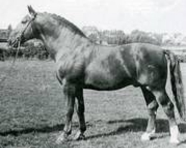 horse Fangball (Holsteiner, 1946, from Fanal)