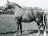 stallion Fangball (Holsteiner, 1946, from Fanal)