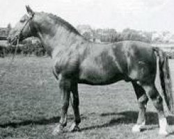 stallion Fangball (Holsteiner, 1946, from Fanal)