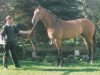 broodmare Nordlicht (Holsteiner, 1998, from Lothringer)