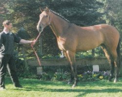 broodmare Nordlicht (Holsteiner, 1998, from Lothringer)