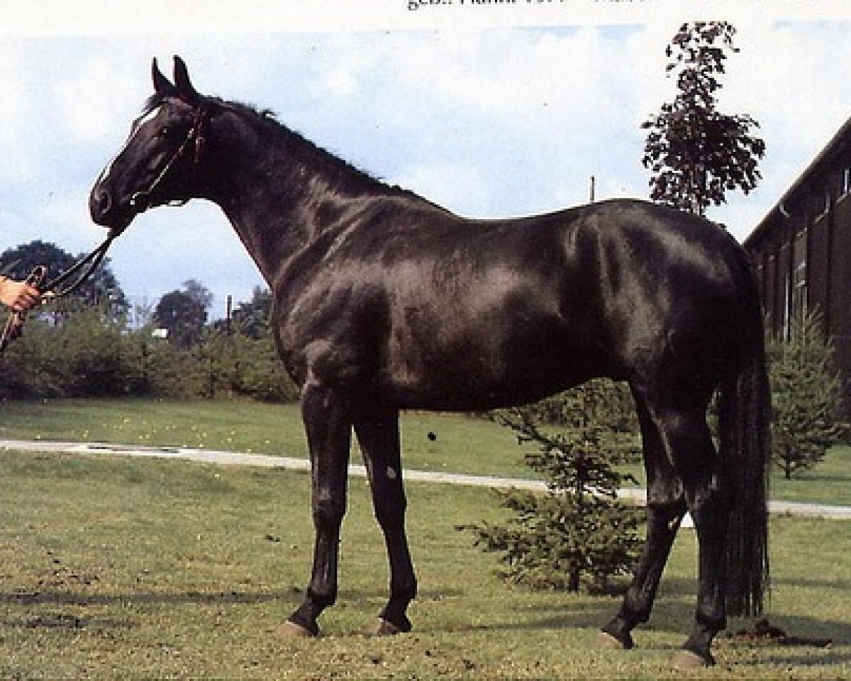 stallion Ludendorff (Hanoverian, 1977, from Lugano I 3963)