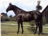 stallion Ludendorff (Hanoverian, 1977, from Lugano I)