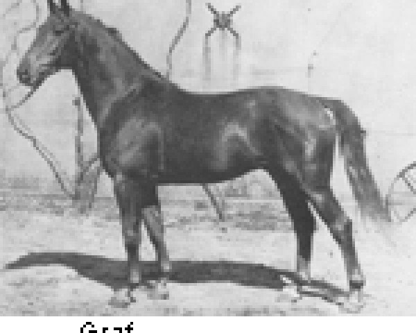 stallion Graf (Hanoverian, 1941, from Goldfisch II)
