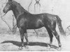 stallion Graf (Hanoverian, 1941, from Goldfisch II)