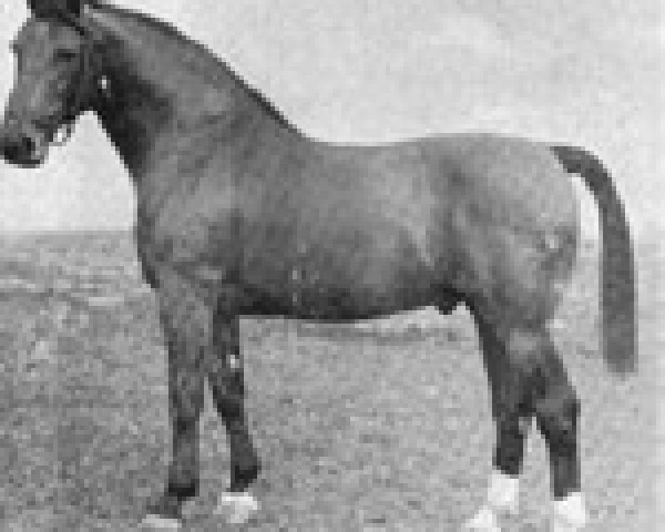 horse Heidelberg (Holsteiner, 1941, from Heimburg)