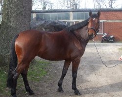 broodmare Fanjola (Oldenburg, 2005, from Sagnol)