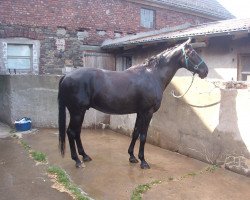 horse Will o Wisp (Westfale, 1997, from Weltruf)