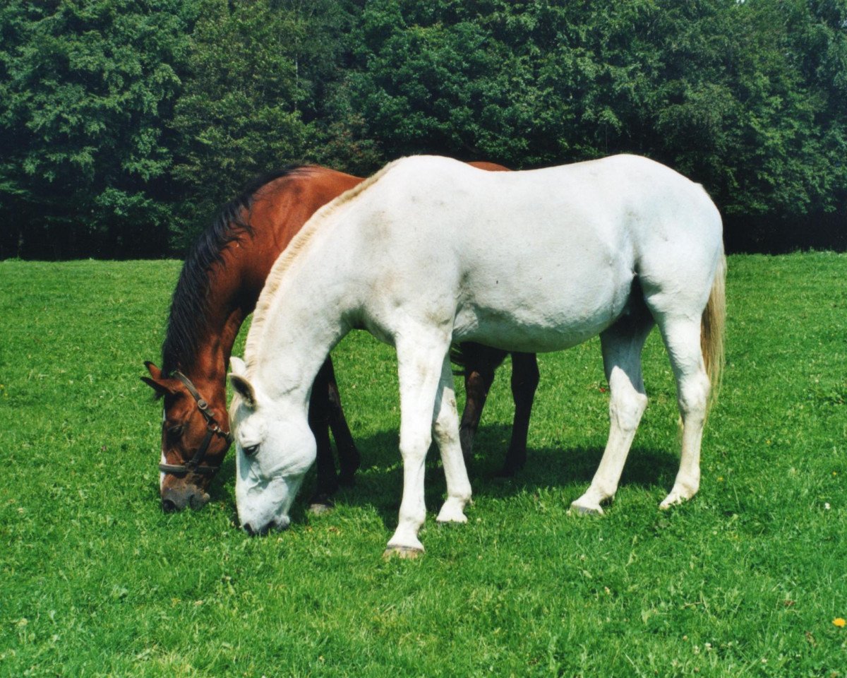 horse Muskat (Rhinelander, 1980, from Major)