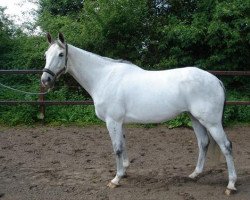 Pferd Griselda (Hannoveraner, 1995, von Gambler's Cup xx)