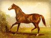 horse Blair Athol xx (Thoroughbred, 1861, from Stockwell xx)