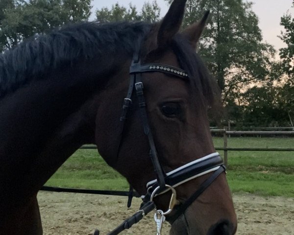 dressage horse First Date W (Hanoverian, 2017, from For Dance)