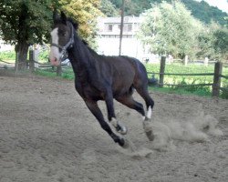 Pferd Ladino 86 (Hannoveraner, 1986, von Ludendorff)