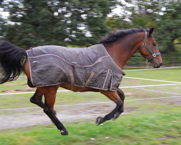 horse Lord Hamilton (Holsteiner, 1997, from Lord Byron)