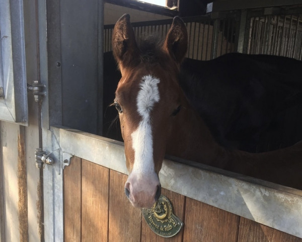 dressage horse Faithful love (Hanoverian, 2018, from Fuechtels Floriscount OLD)