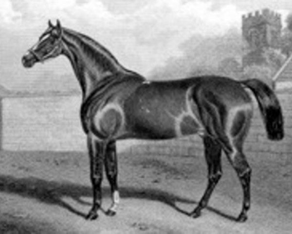 stallion Chevalier d'Industrie xx (Thoroughbred, 1854, from Orlando xx)