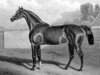 stallion Chevalier d'Industrie xx (Thoroughbred, 1854, from Orlando xx)