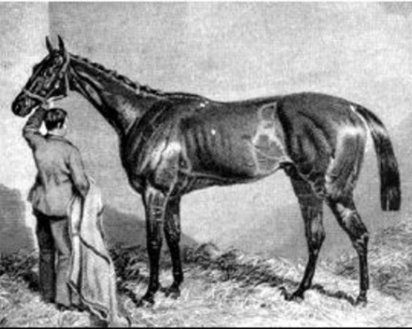 stallion Newminster xx (Thoroughbred, 1848, from Touchstone xx)