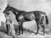 stallion Newminster xx (Thoroughbred, 1848, from Touchstone xx)