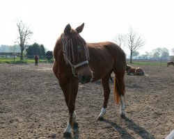 horse Andromeda 02 (Mecklenburg, 1987, from Antritt 2774)