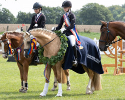 dressage horse Cwmesgair Legally Blonde (Welsh-Cob (Sek. D), 2016, from Gwynfaes Matholwch)