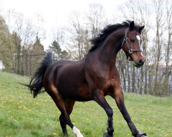 Springpferd Ramigo 5 (Niederländisches Pony, 2001)