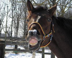 dressage horse Theo (Hanoverian, 2005, from Wishing Luck)