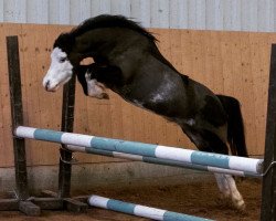 Dressurpferd Arvalon Tiffany (Welsh Mountain Pony (Sek.A), 2006, von Revel Jacob)