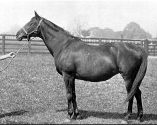 broodmare Lily Agnes xx (Thoroughbred, 1871, from Macaroni xx)