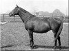 broodmare Lily Agnes xx (Thoroughbred, 1871, from Macaroni xx)