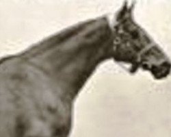 broodmare Vampire xx (Thoroughbred, 1889, from Galopin xx)