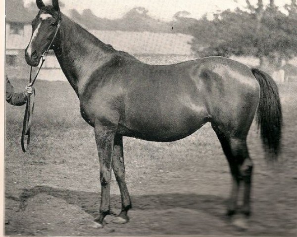 horse Angelica xx (Thoroughbred, 1879, from Galopin xx)