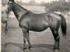broodmare Angelica xx (Thoroughbred, 1879, from Galopin xx)