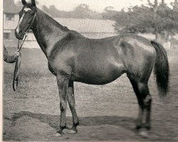 broodmare Angelica xx (Thoroughbred, 1879, from Galopin xx)