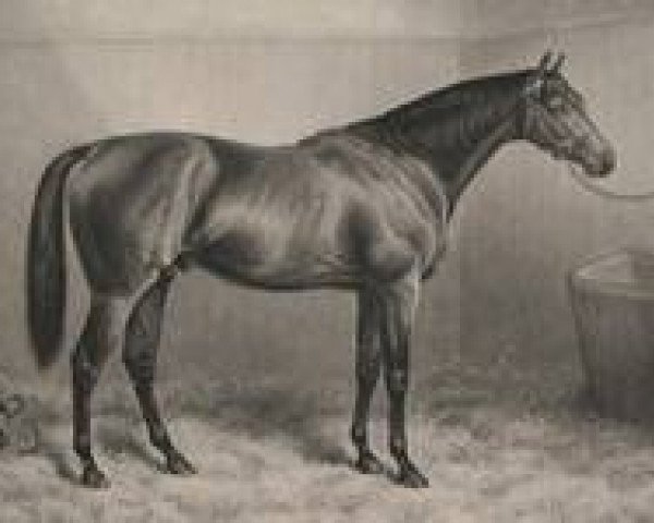 horse Ormonde xx (Thoroughbred, 1883, from Bend Or xx)