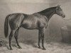 stallion Ormonde xx (Thoroughbred, 1883, from Bend Or xx)