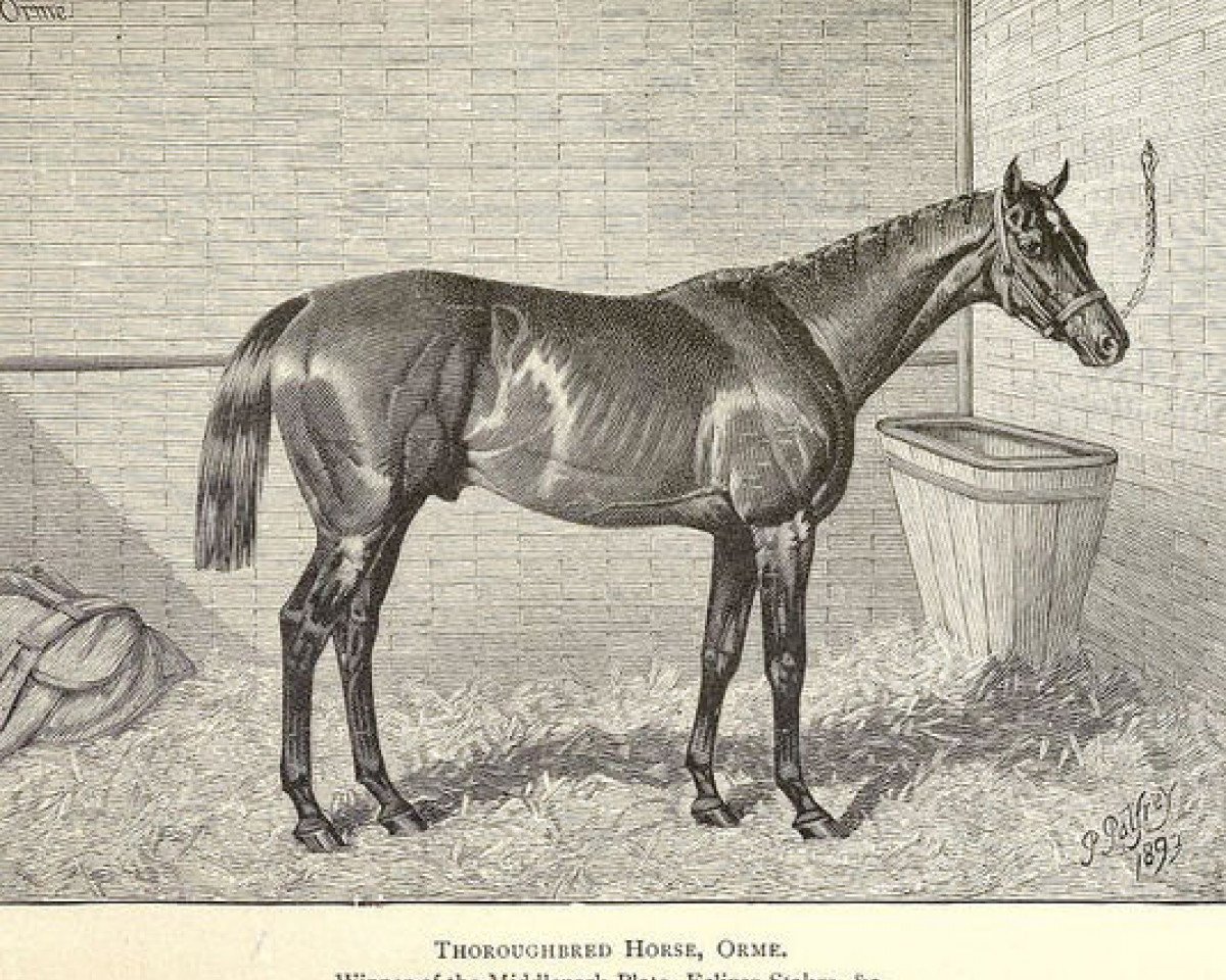 Deckhengst Orme xx (Englisches Vollblut, 1889, von Ormonde xx)