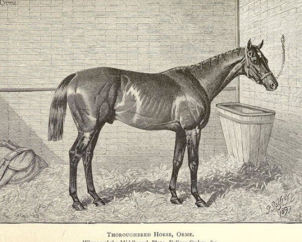 horse Orme xx (Thoroughbred, 1889, from Ormonde xx)