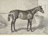 stallion Orme xx (Thoroughbred, 1889, from Ormonde xx)