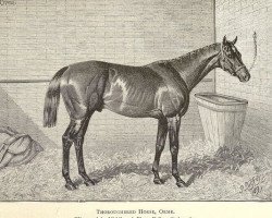 stallion Orme xx (Thoroughbred, 1889, from Ormonde xx)