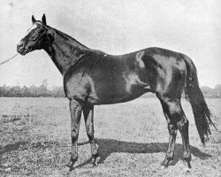 stallion Flying Fox xx (Thoroughbred, 1896, from Orme xx)