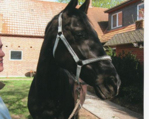 horse La Belle Noire (Hanoverian, 1992, from Lanthan)