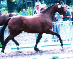 Zuchtstute Loretta MR (Rheinländer, 2000, von Lord Sinclair I)