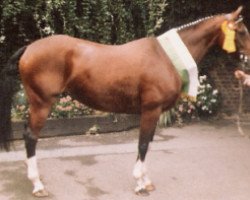 Pferd Sunny (Rheinländer, 1981, von Glücksklee)