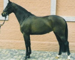 Pferd Sandora MR (Rheinländer, 2000, von Sandro Hit)